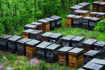中国优质蜂产品联盟在京成立 老山蜂胶荣获首批授牌